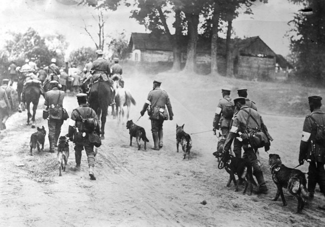 Животные Первой Мировой войны