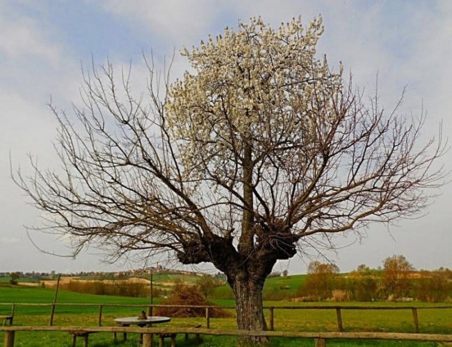 Необычное дерево
