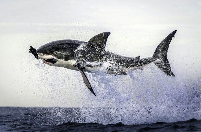 Удивительный мир акул