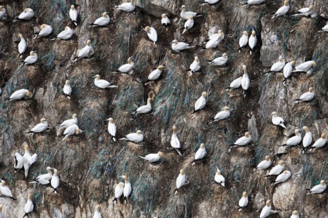 Как олуши ловят рыбу у берегов Шетландских островов