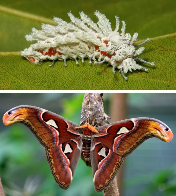 Удивительное превращение гусениц в бабочек