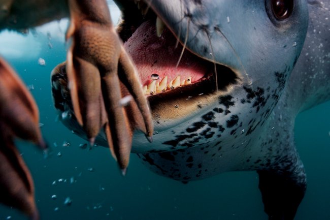 Невероятные фотографии животных Пола Никлена