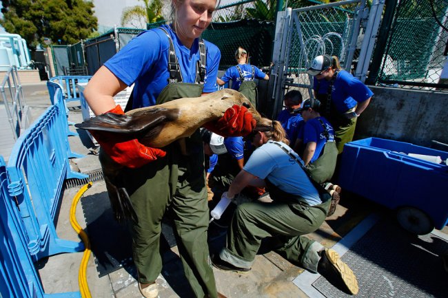 Спасение морских львов в Калифорнии
