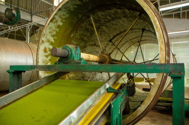 Как производят гранулированный чай в Индии