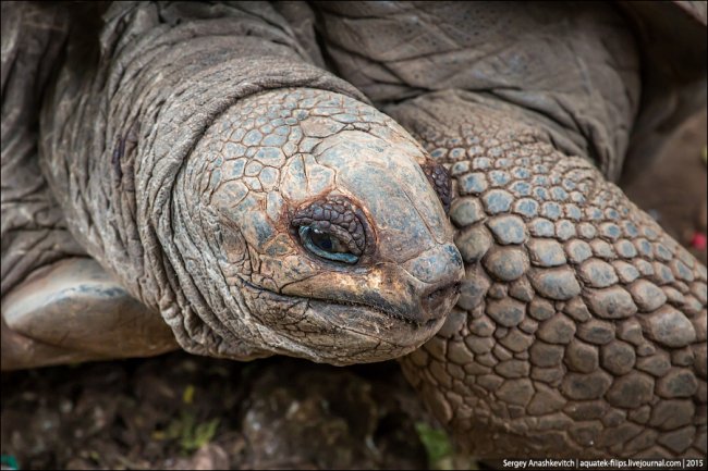 Улыбка гигантской черепахи
