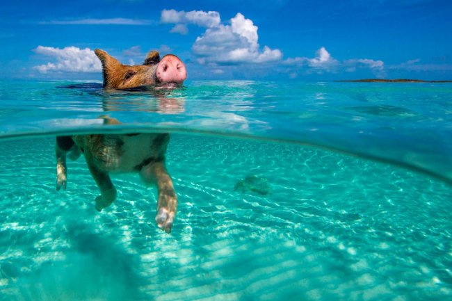 Свиньи на Багамах