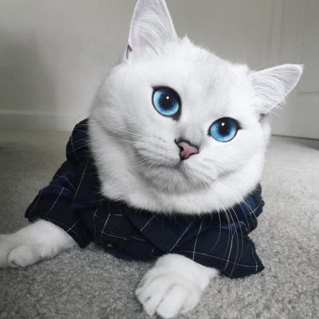 Кот с самыми красивыми глазами