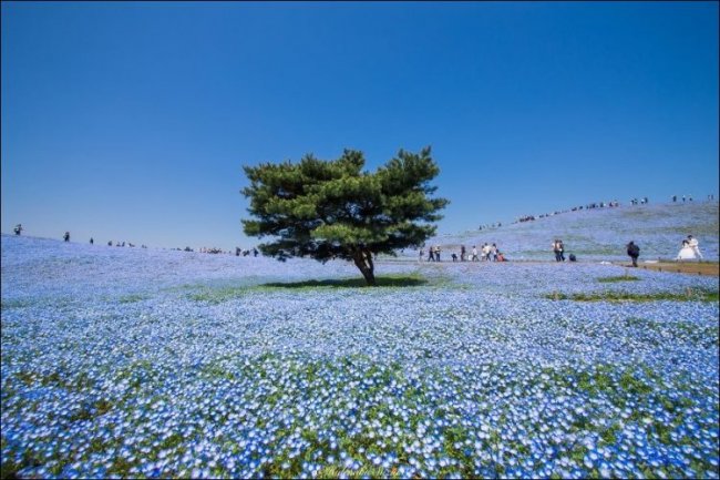 Миллионы голубых цветов расцвели в Хитачи-парке