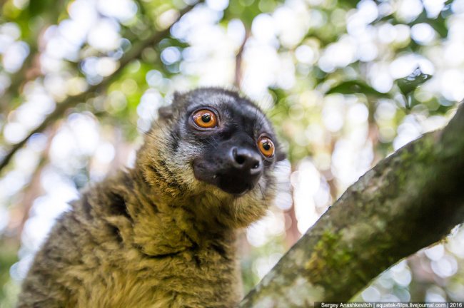 То, зачем тысячи туристов едут на Мадагаскар