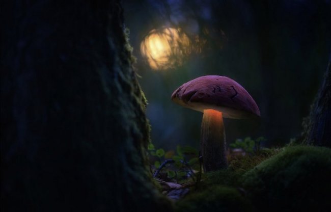 Сказочные снимки грибов