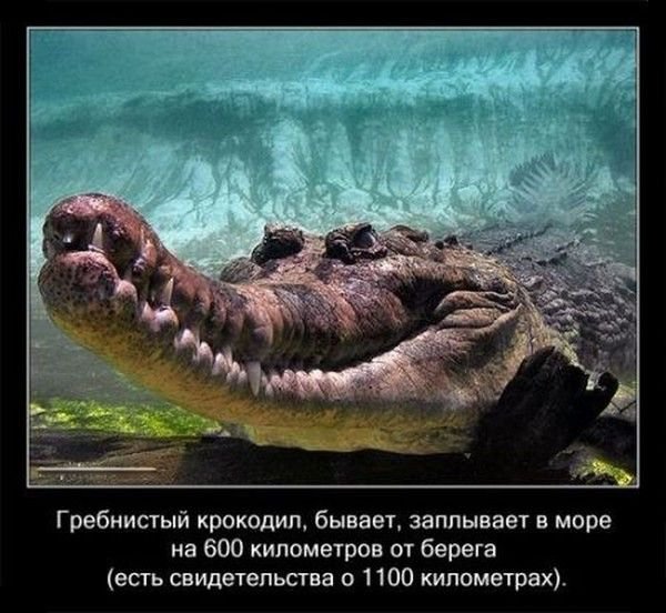 Факты о крокодилах