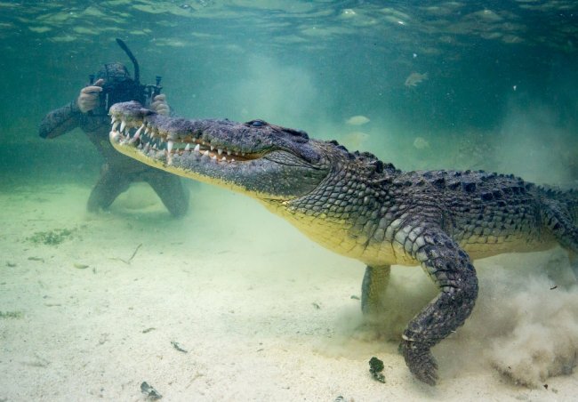 Заплыв с крокодилом