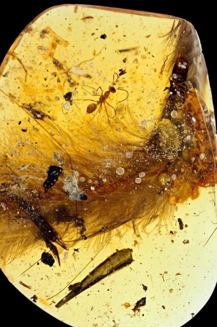 Ученые нашли идеально сохранившиеся перья динозавра