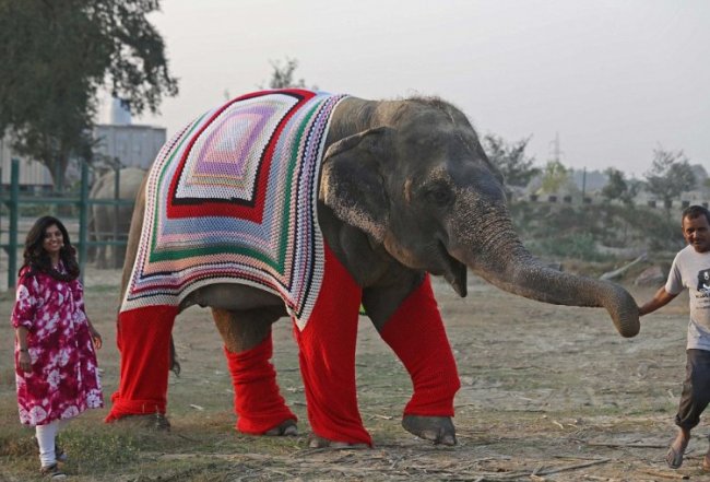 Пижамы для слонов