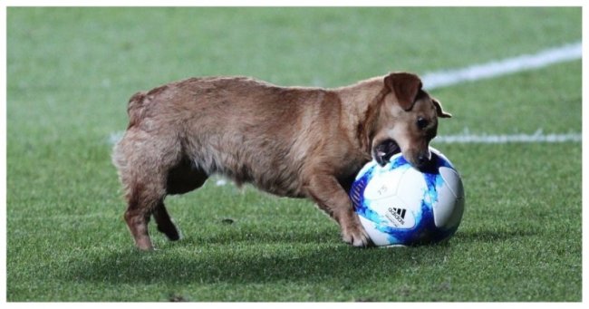 Озорной пес отобрал мяч во время матча у футболистов