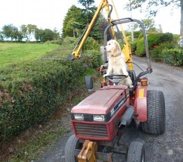 Пес-тракторист помогает своему хозяину на ферме