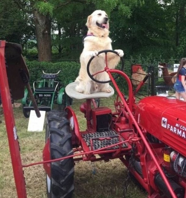 Пес-тракторист помогает своему хозяину на ферме