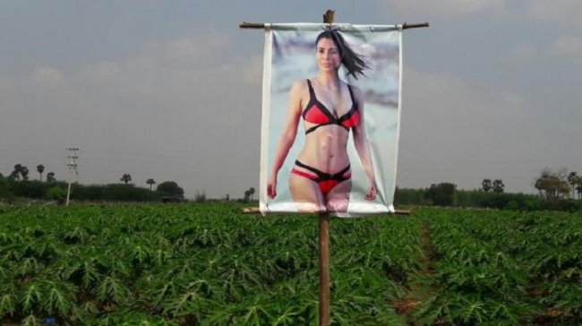 Плакат с порнозвездой для защиты урожая от сглаза