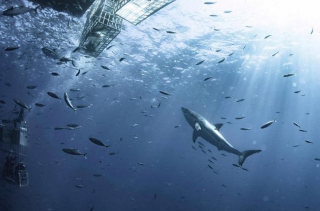 6-метровая белая акула в естественной среде обитан