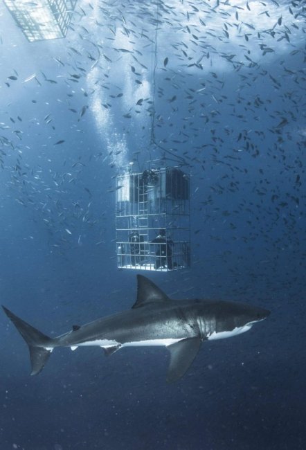 6-метровая белая акула в естественной среде обитан