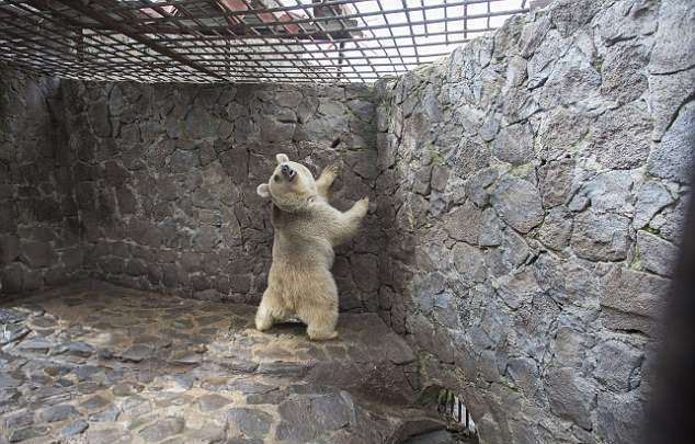 Спасение медведицы Маши из «тюрьмы» в Армении