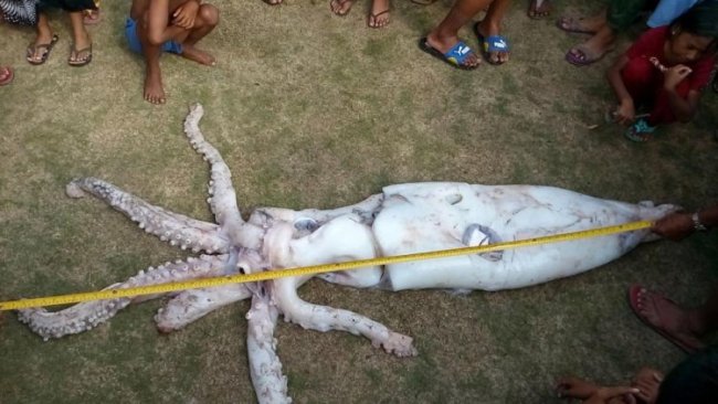 Филиппинский рыбак поймал 2,5-метрового кальмара