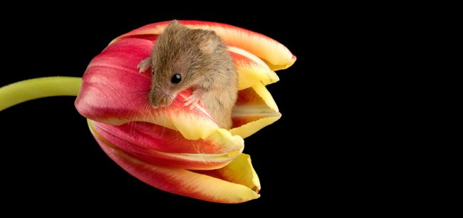 Мыши в тюльпанах