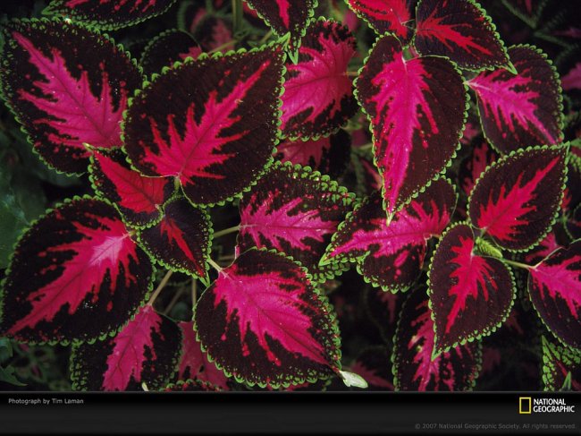Текстуры в природе: растения