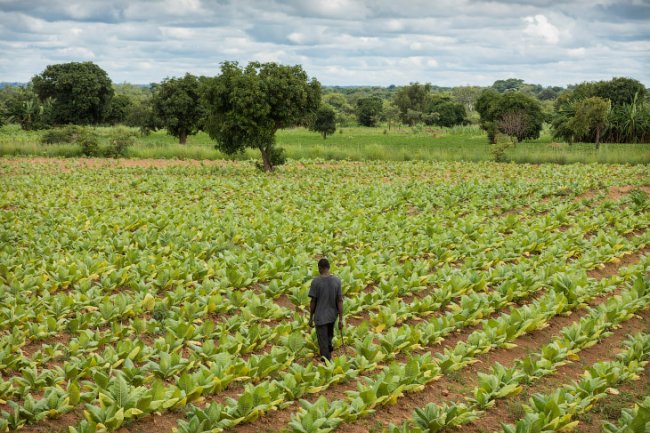 Табачные плантации Малави