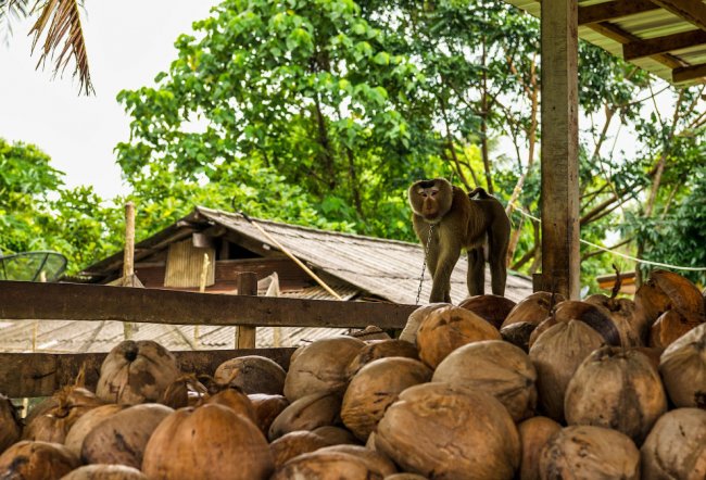 Сторожевые обезьяны в Таиланде, вместо собак