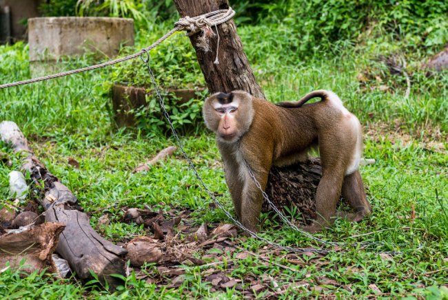 Сторожевые обезьяны в Таиланде, вместо собак