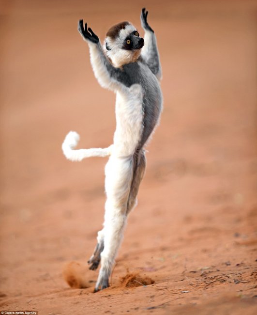 Танцующие лемуры из Мадагаскара