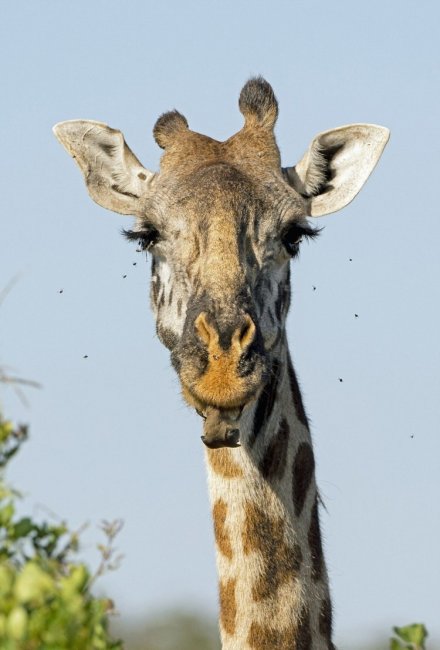 Как жирафы чистят зубы