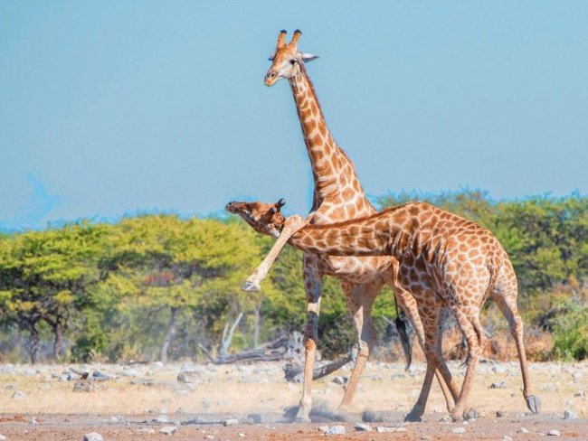 Схватка жирафов в Намибии