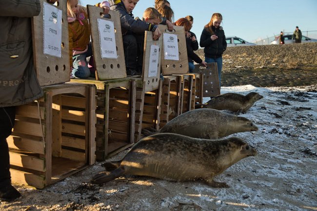 Тюлений приют в Нидерландах