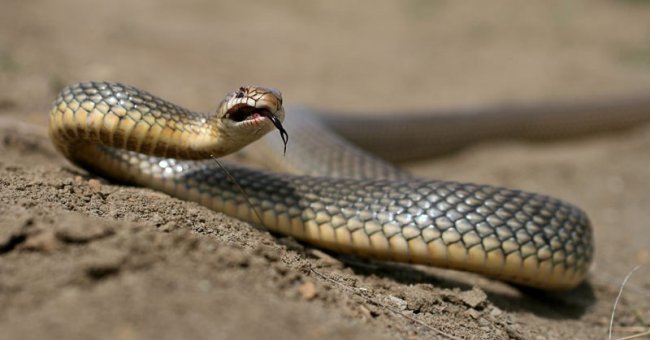 Как сфотографировать змею