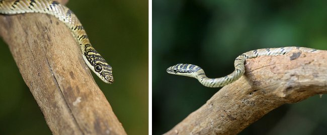 Летающие змеи