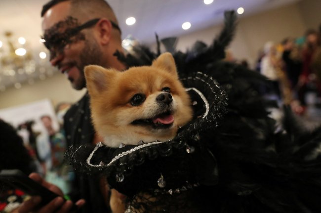 New York Pet Fashion Show: крупнейший в мире показ мод для животных