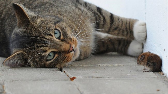 Интересные факты о кошках, которые вы не знали