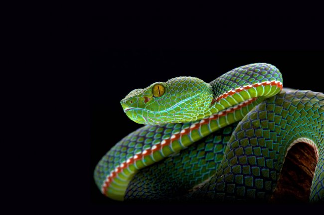 Холодный инстинкт: красота рептилий