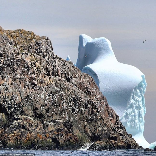 По аллее айсбергов Ньюфаундленда шествуют всё более странные исполины