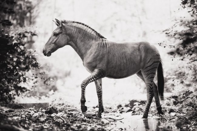 Зеброид или уникальная зебро-лошадь