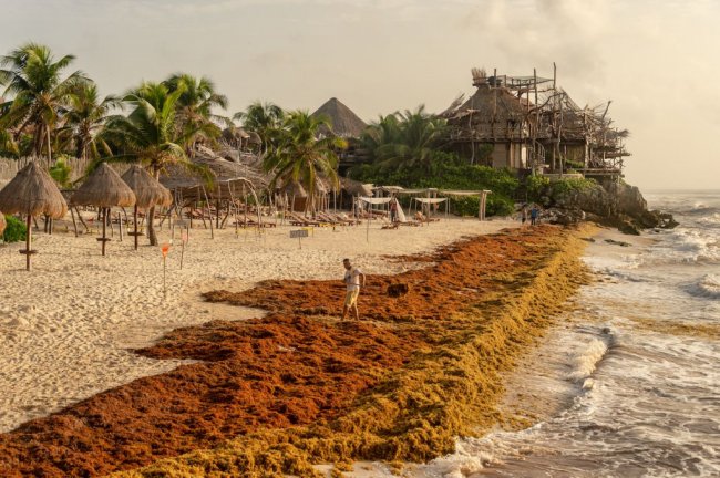 Вонючие водоросли уничтожили пляжный туризм в Мексике