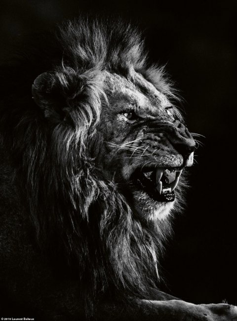 Черно-белые львы
