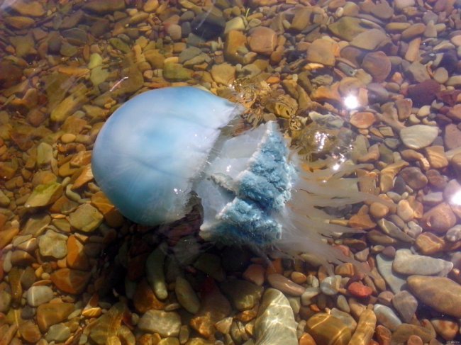 Сезон медуз в Израиле