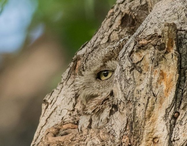 Идеальная маскировка совы под дерево