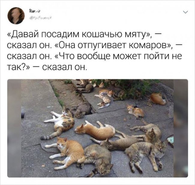 Пользователи соцсетей о котах