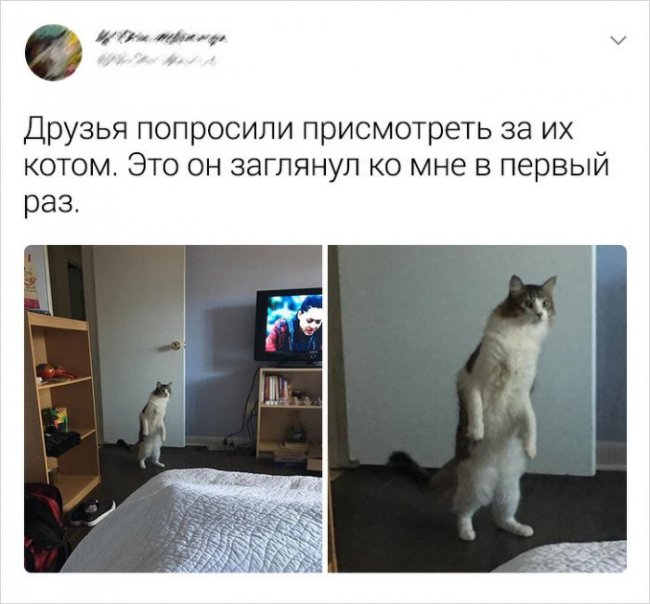 Пользователи соцсетей о котах