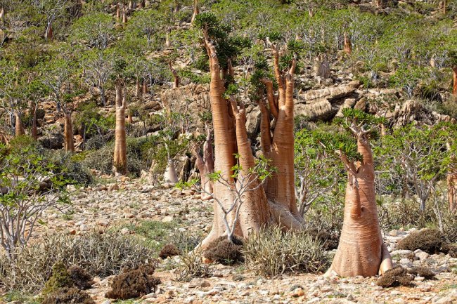 Остров Сокотра и его удивительные бутылочные деревья