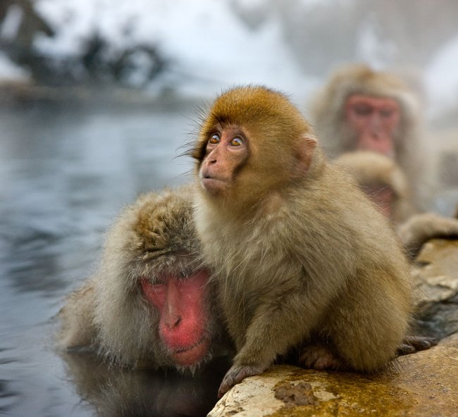 Парк обезьян в «Адской долине»